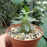 Dorstenia hildebrandtii forma crispum