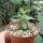 Dorstenia hildebrandtii forma crispum