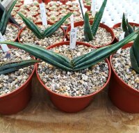 Aloe suprafoliata Swaziland