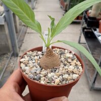 Ipomoea oenotherae