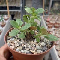 Monadenium mafingensis