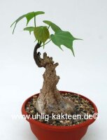 Sterculia colorata XL