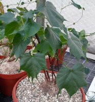 Sterculia colorata XL