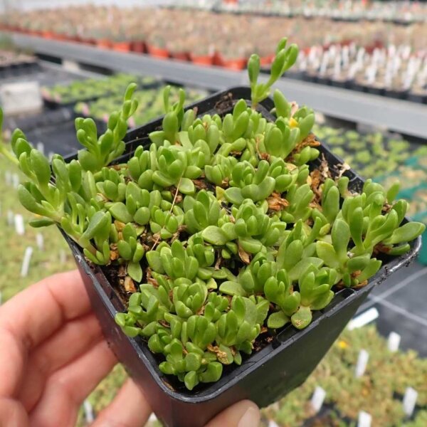 Delosperma nubigenum Lesotho (dw)