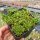 Delosperma nubigenum Lesotho (dw)