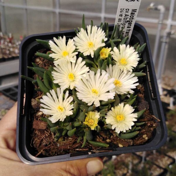 Malotigena frantiskae-niederlovae cv. Albiflora (dw)