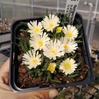 Malotigena frantiskae-niederlovae cv. Albiflora (dw)