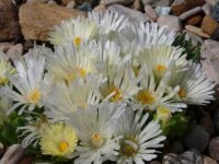Malotigena frantiskae-niederlovae cv. Albiflora (dw)