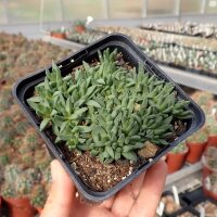 Malotigena frantiskae-niederlovae cv. Albiflora (dw)
