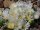 Malotigena frantiskae-niederlovae cv. Albiflora (dw)