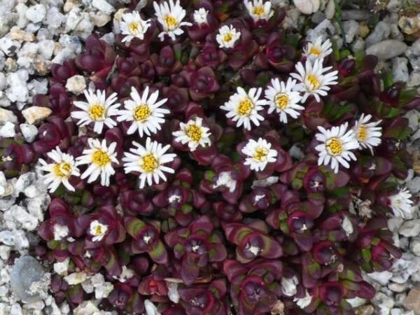 Delosperma alpina (dw)