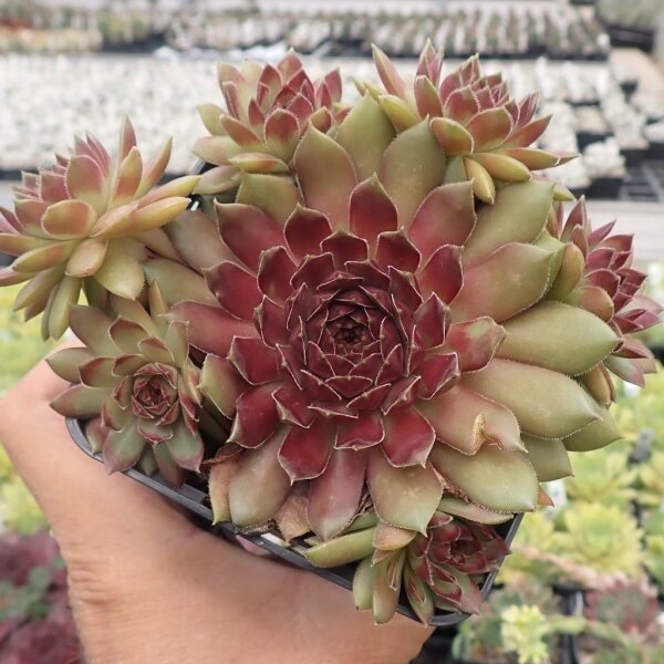 Sempervivum Dr. Fritz Köhlein (dw)