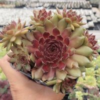 Sempervivum Dr. Fritz Köhlein (dw)