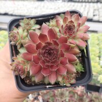 Sempervivum Dr. Fritz Köhlein (dw)