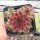 Sempervivum Dr. Fritz Köhlein (dw)