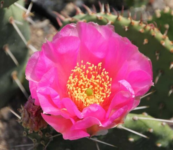 Opuntia polyacantha Loa Pass Utah 2400 m (dw)