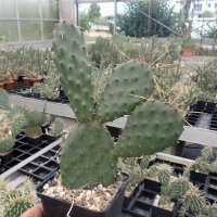 Opuntia polyacantha Loa Pass Utah 2400 m (dw)