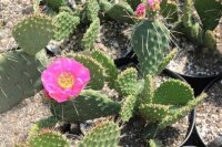 Opuntia polyacantha Loa Pass Utah 2400 m (dw)