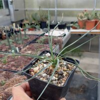 Yucca angustissima (dw)