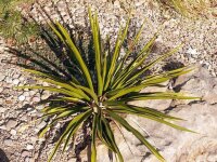 Yucca rupicola Ozona Co., TX (dw)
