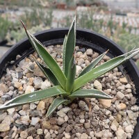 Agave toumeyana ssp. bella Gila Co., AZ, USA 1524 m  (dw)
