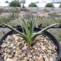 Agave toumeyana ssp. bella Gila Co., AZ, USA 1524 m  (dw)
