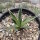 Agave toumeyana ssp. bella Gila Co., AZ, USA 1524 m  (dw)