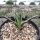 Agave toumeyana ssp. bella Gila Co., AZ, USA 1524 m  (dw)