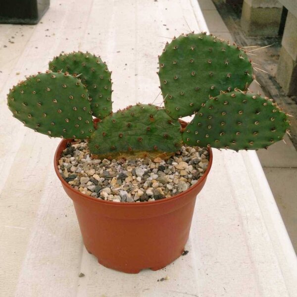 Opuntia macrorhiza Safford Kansas (dw)