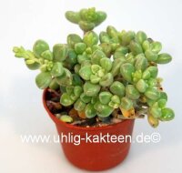 Graptopetalum mendozae