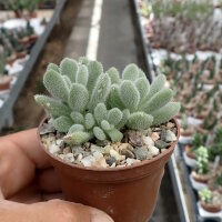 Sedum mocinianum