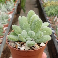 Sedum mocinianum
