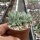 Sedum mocinianum