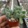 Sedum mocinianum