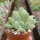 Sedum mocinianum