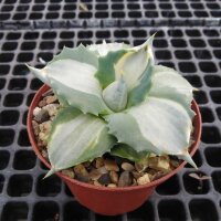Agave potatorum v. verschaffeltii cv. Shoji Rajin Mediopicta-Alba