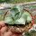 Agave potatorum v. verschaffeltii cv. Shoji Rajin Mediopicta-Alba