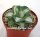 Agave potatorum v. verschaffeltii cv. Shoji Rajin Mediopicta-Alba