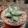Agave potatorum v. verschaffeltii cv. Shoji Rajin Mediopicta-Alba