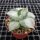 Agave potatorum v. verschaffeltii cv. Shoji Rajin Mediopicta-Alba