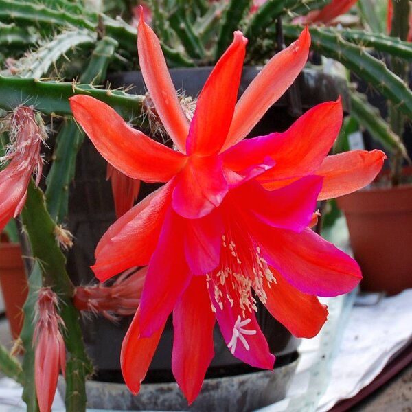 Aporophyllum-Hybr. Oakleigh Conquest