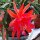 Aporophyllum-Hybr. Oakleigh Conquest