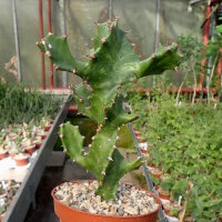 Euphorbia tortilis