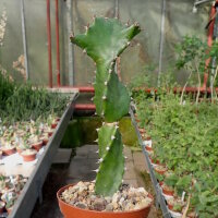 Euphorbia tortilis