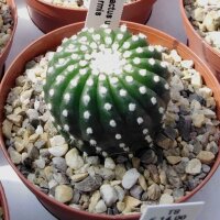 Notocactus uebelmannianus cv. Inermis