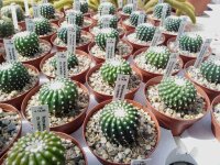 Notocactus uebelmannianus cv. Inermis