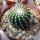 Notocactus uebelmannianus cv. Inermis