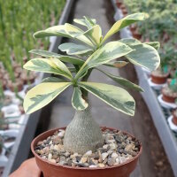 Adenium obesum Milky Way gepfr.