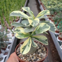 Adenium obesum Milky Way gepfr.