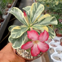 Adenium obesum Milky Way gepfr.
